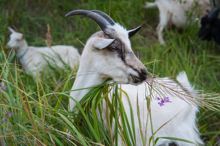 herd of goats walks in the summer on the green grassの写真素材