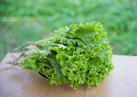 green salad leaves on a plate on the background with bokehの写真素材