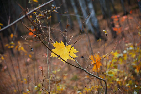 maple yellow leaves amid the autumn forestの写真素材