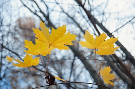 maple yellow leaves amid the autumn forestの写真素材