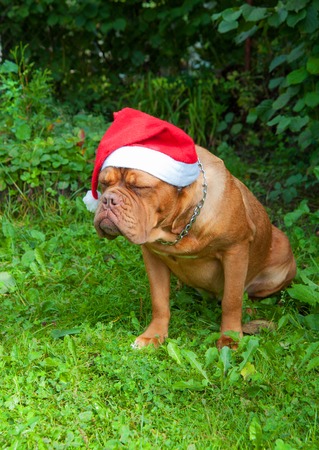 Dogue De Bordeaux Dog in Christmas hat on the grass in the summerの写真素材