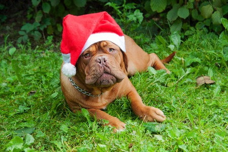 Dogue De Bordeaux Dog in Christmas hat on the grass in the summerの写真素材