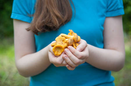 yellow chanterelles in the palms of the girlの写真素材