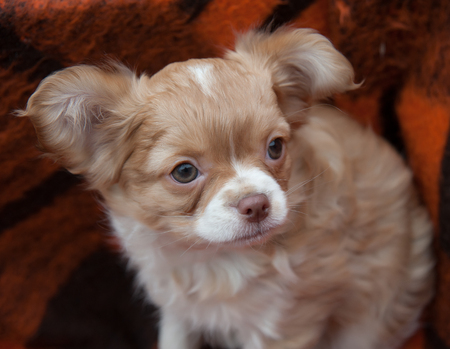 Chihuahua puppy on a background of plaidの写真素材