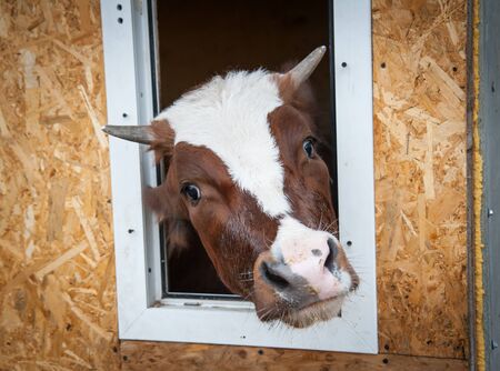 cow peeking out the window of the barnの写真素材