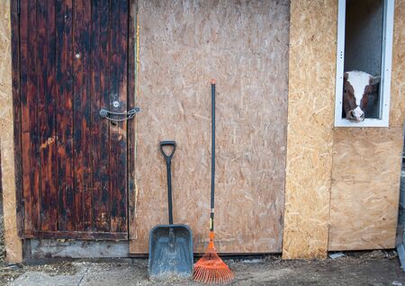 cow peeking out the window of the barnの写真素材