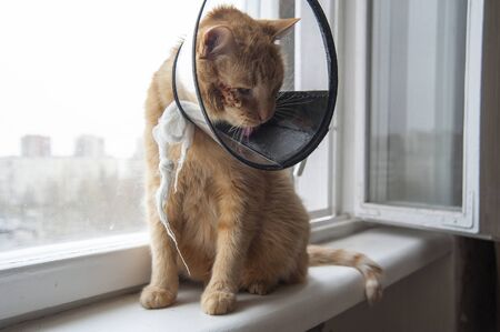 cat looking sad in neck collar to stop it licking a woundの写真素材