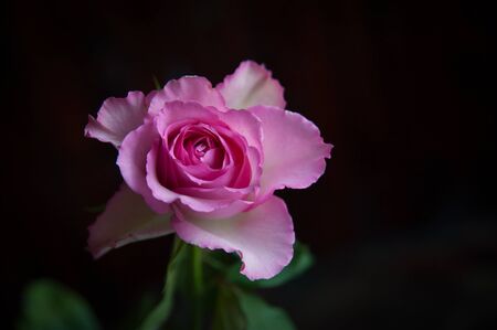 one pink rose on a dark background close-upの写真素材