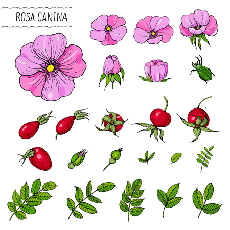Color sketch of rose hips for making labels, perfume and cosmetic products.のイラスト素材