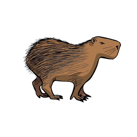Capybara Hand drawing sketch on white background.のイラスト素材