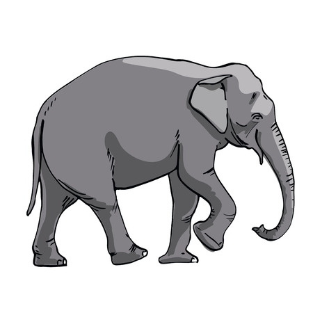 Indian elephant  Hand drawing sketch on white background.のイラスト素材