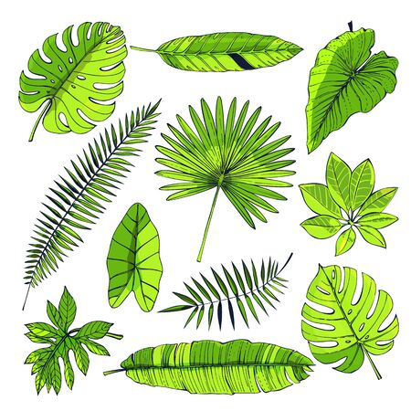 Tropical leaves collection. Vector isolated elements on the white background.のイラスト素材