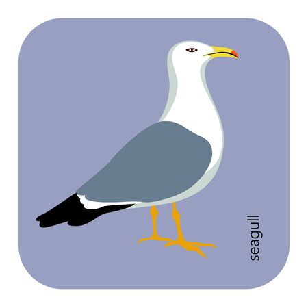 color, vector drawing of wild common bird species, Yellow-legged Gull, Larus michahellis, Western Yellow-legged Gull, large white-headed gulls, a subspecies of either the Caspian Gull, laridae, larusのイラスト素材