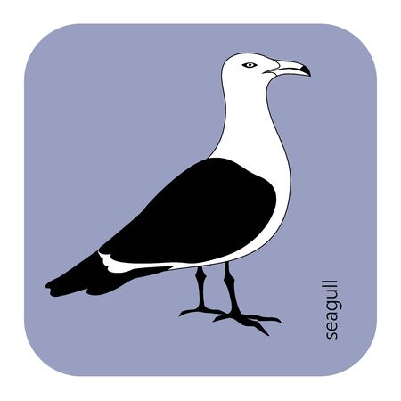 color, vector drawing of wild common bird species, Yellow-legged Gull, Larus michahellis, Western Yellow-legged Gull, large white-headed gulls, a subspecies of either the Caspian Gull, laridae, larusのイラスト素材