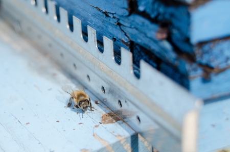 bee