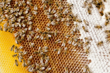 bees swarm  make honey