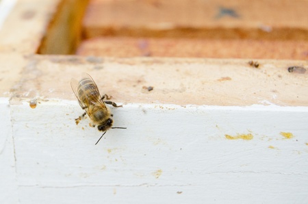 Bee on api hive 