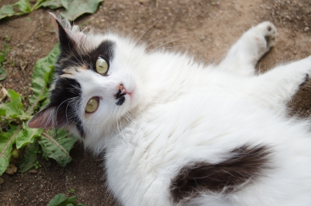 Cat lying on the ground on backの写真素材