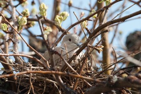 Turtledove lies on she eggs
 in nest on treeの写真素材