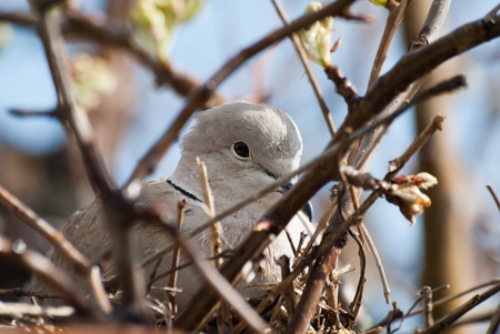 Turtledove lies on she eggs in nest on tree