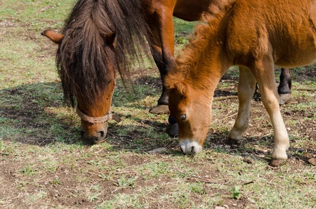 Pony horse in nature in mountain ethno village