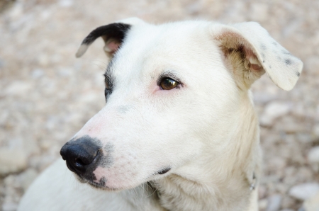 dog looking somethik