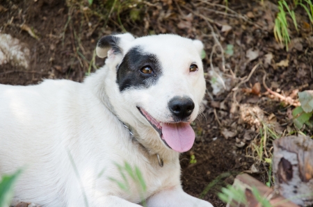 dog with smileの写真素材