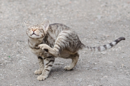 tigerish cat scratching の写真素材