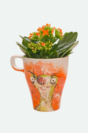 Anemone flowers in orange potの写真素材