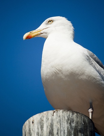 white seagul resting on a hot summer dayの写真素材