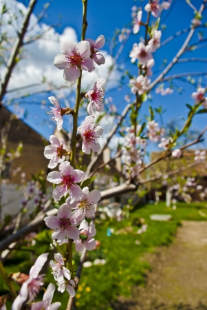 Peach flowers in springの写真素材