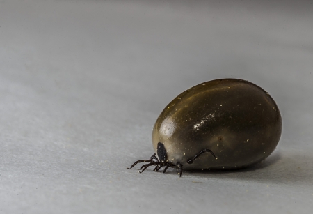 Big fat tick