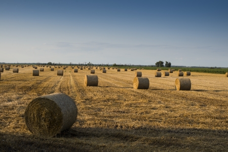 Field of hay bales during sunsetの写真素材