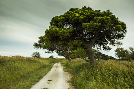 Gravel road going trough the beautiful landscapeの写真素材