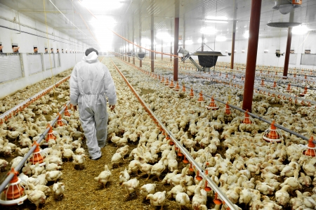 A farmer veterinary walks inside a poultry farmのeditorial素材