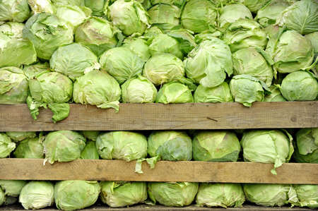 Tons of cabbage in a vegetable marketの写真素材