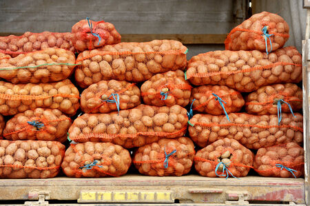 Pile of mesh sacks full with fresh potatos in the back of a truckの写真素材