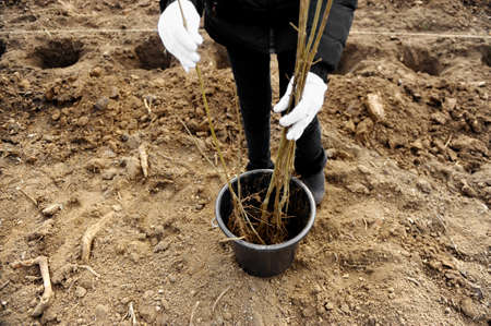 A bucket with saplings waiting to be planted during afforestationの写真素材