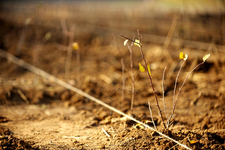 Newly planted tree during a afforestation actionの写真素材