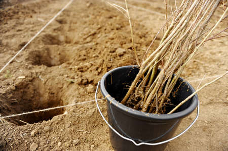 Small trees inside a black bucket are waiting to be plantedの写真素材