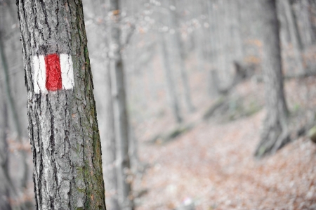 Red band sign marking a tourist hiking route on a treeの写真素材
