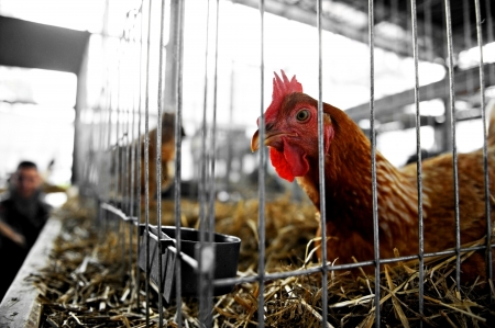 Farm chicken inside a cage at an agricultural fairの写真素材