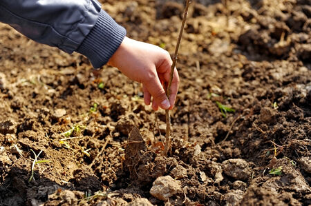 Hand of a man holding a young newly planted treeの写真素材