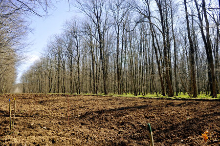 Tree planting empty field inside a forestの写真素材