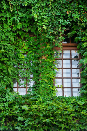 Old wooden windows covered by green ivyの写真素材