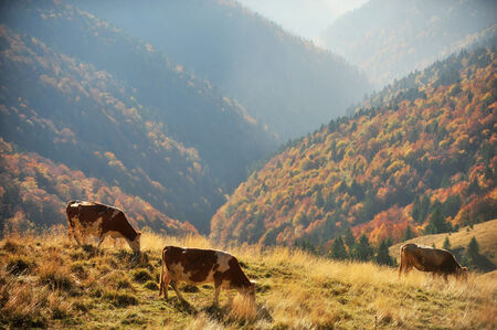 Three dairy cows grazing up the mountain with autumn landscape on the backgroundの写真素材