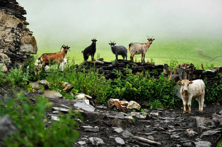 Rural scene with a cow standing by five goats on a stone fenceの写真素材