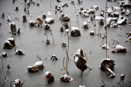 Water lily on a frozen lake in winter seasonの写真素材