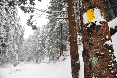 Yellow bar marking a hiking trail on a tree in winter timeの写真素材