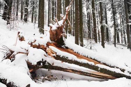 Pine forest with an uprooted tree after winter stormの写真素材